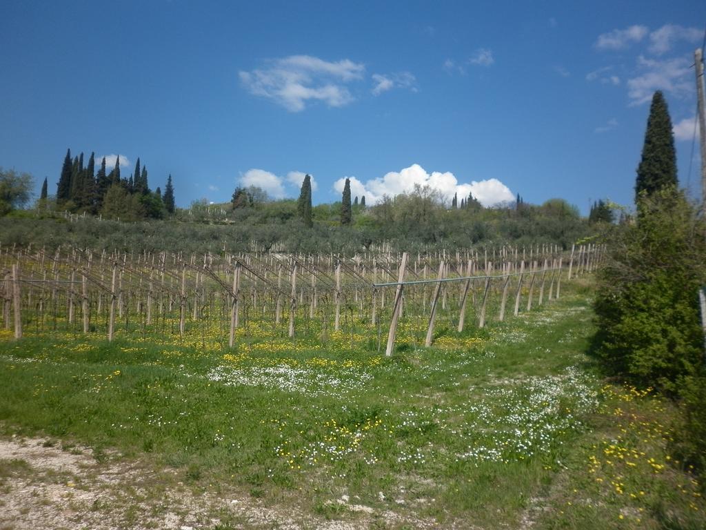 SantʼAmbrogio di ValpolicellaLa Piccola Mimosa公寓 外观 照片